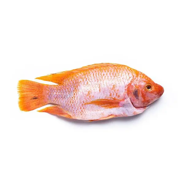 Mojarra