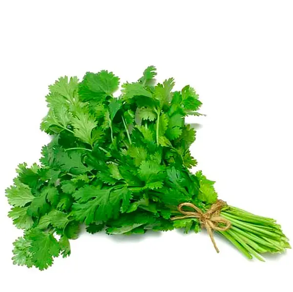 Cilantro