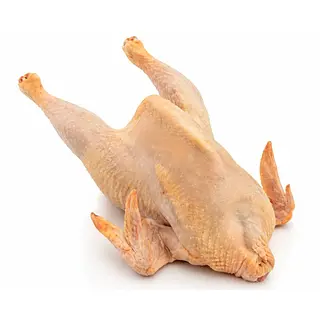 Gallina