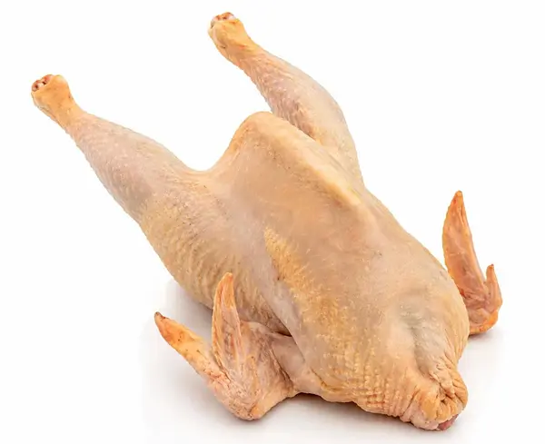 Gallina